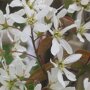 Witte bloemen van de krentenhaag